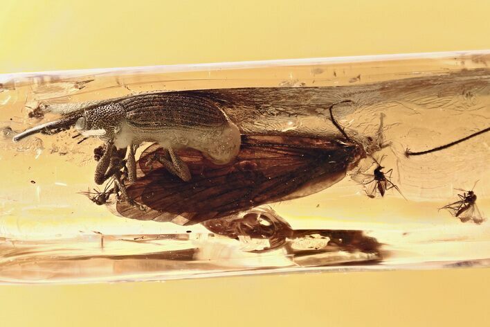 Rare Fossil Snout Beetle w/ Caddisfly & Midge Swarm In Amber #330719